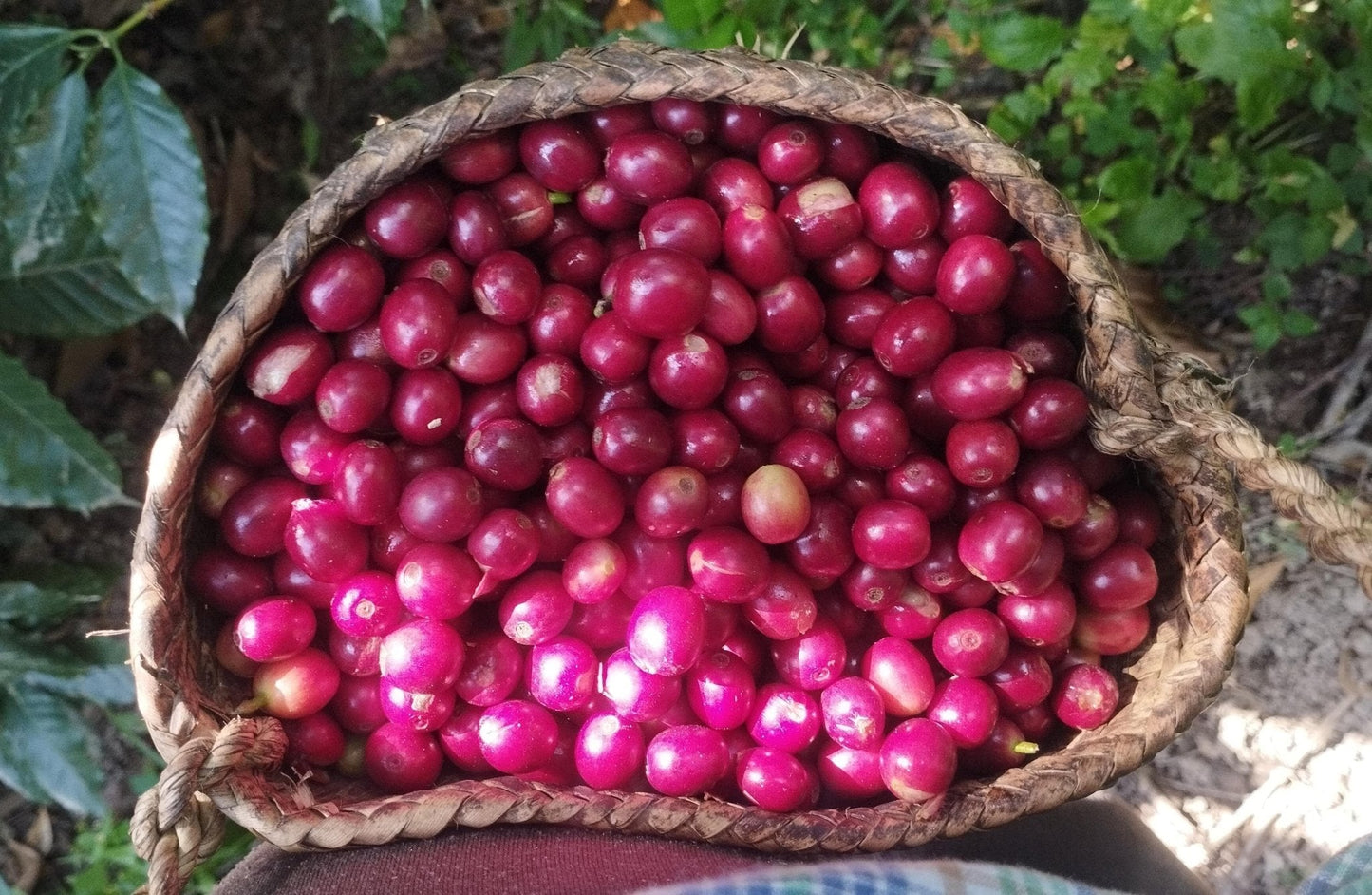 Café Metzli - Finca Yautla - Puebla, México (Medium Roast) 12oz