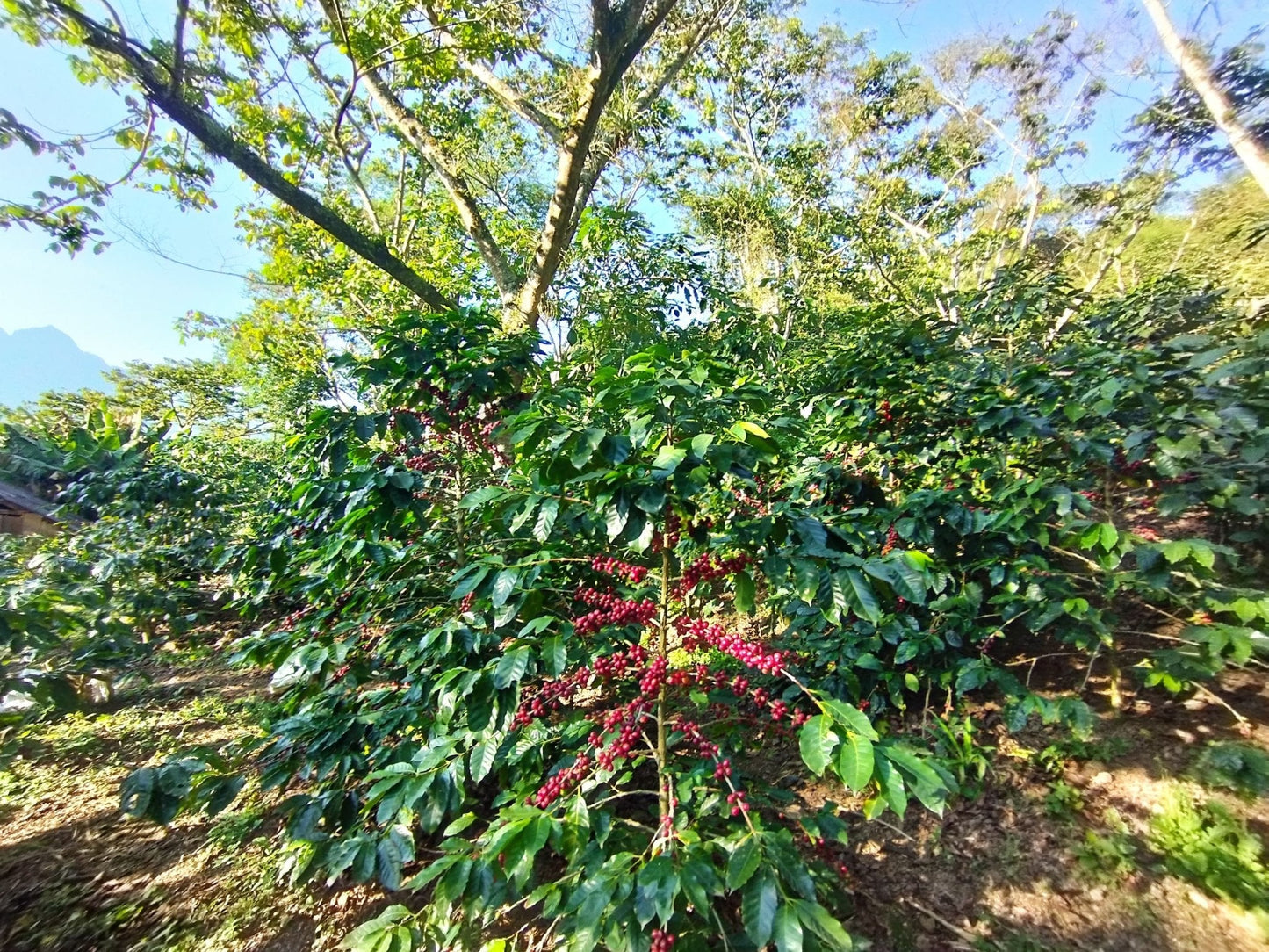 Café Metzli - Finca Yautla - Puebla, México (Medium Roast) 12oz