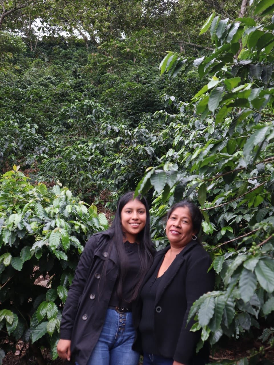 Café Metzli - Finca Yautla - Puebla, México (Medium Roast) 12oz