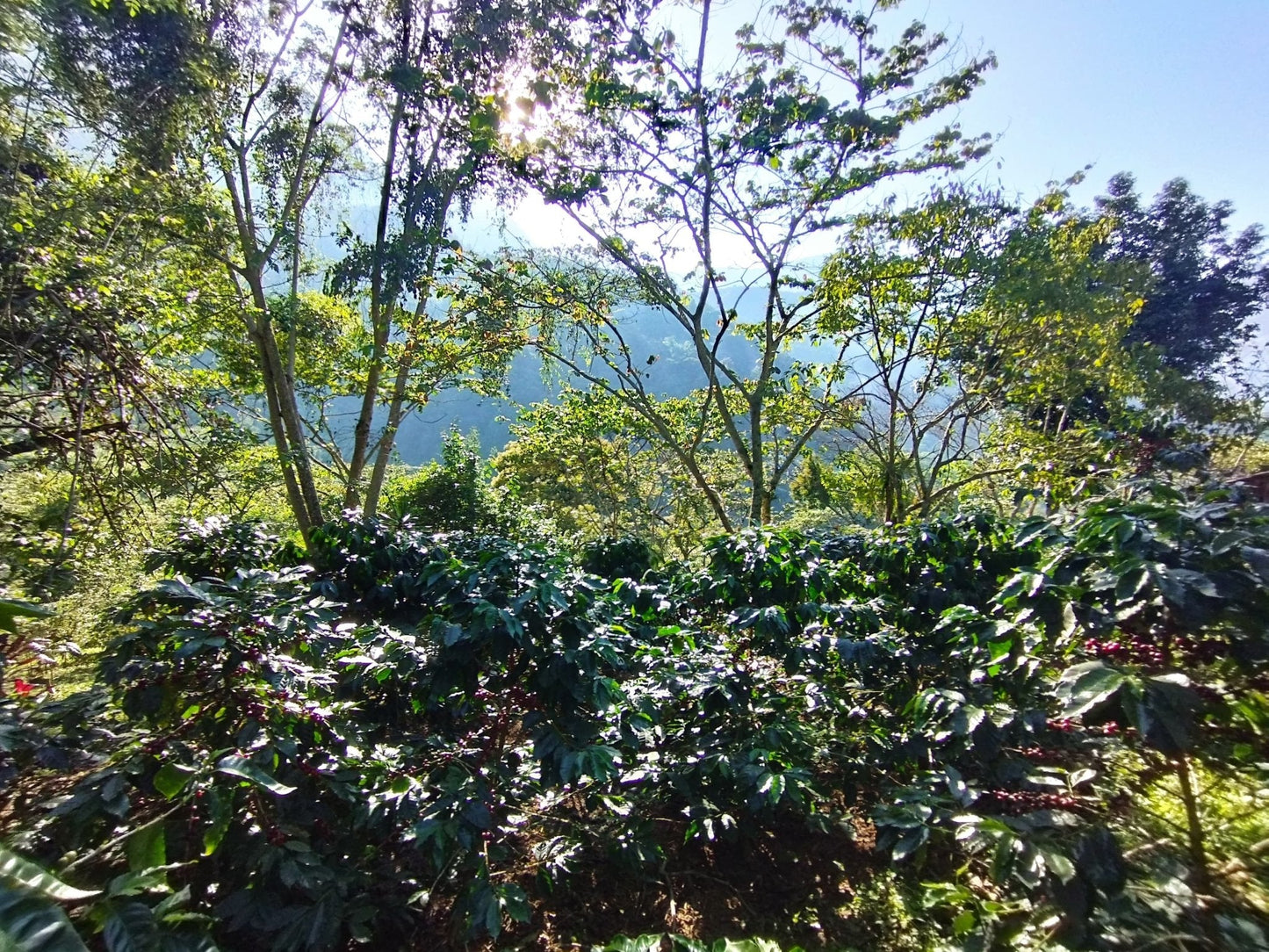 Café Metzli - Finca Yautla - Puebla, México (Medium Roast) 12oz